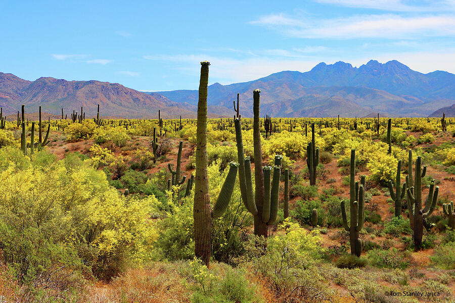 Palo Verde Saguaro Cactus and Four Peaks Digital Art by Tom Janca Palo Verde Saguaro Cactus and Four Peaks Digital Art by Tom Janca