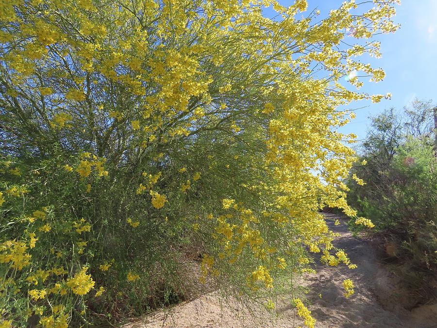 Palo Verde Tree In Bloom Photograph