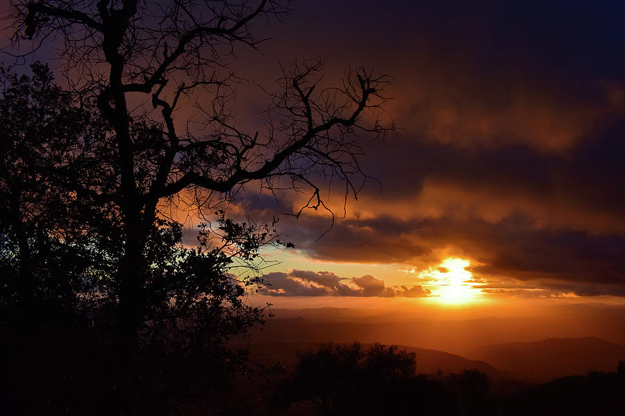 Palomar Mountain Tree Sunset Photograph by Kyle Hanson