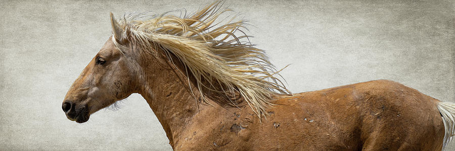 Palomino Beauty Photograph by Mary Hone Palomino Beauty Photograph by Mary Hone
