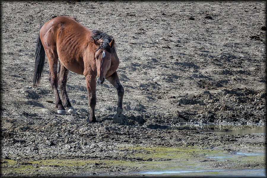 Palomino Buttes Mustang on Its Own Photograph by Belinda Greb