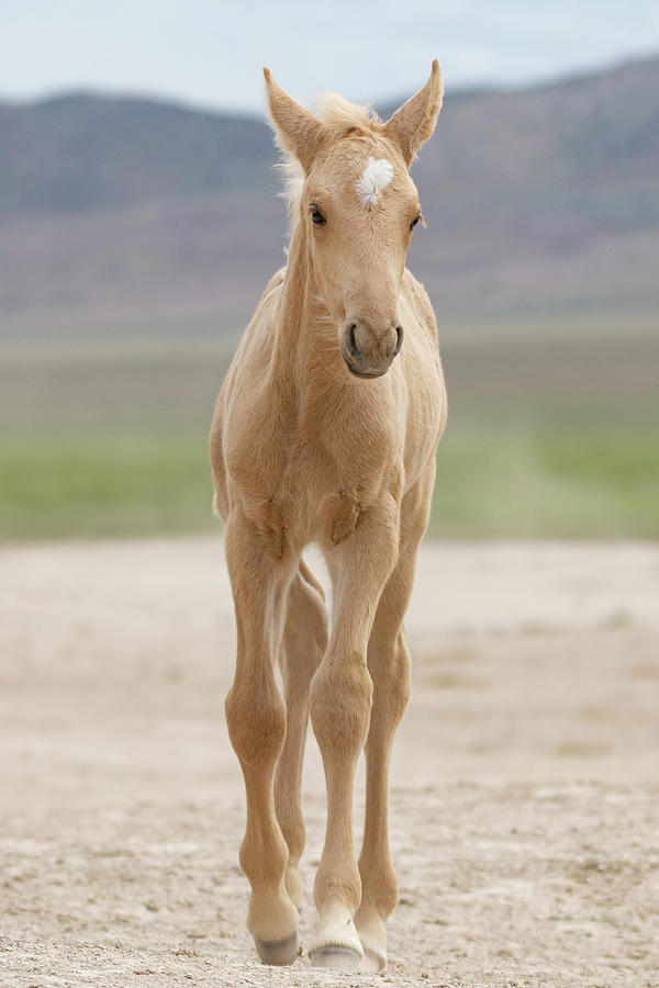 Palomino Foal Photograph by Mary Hone