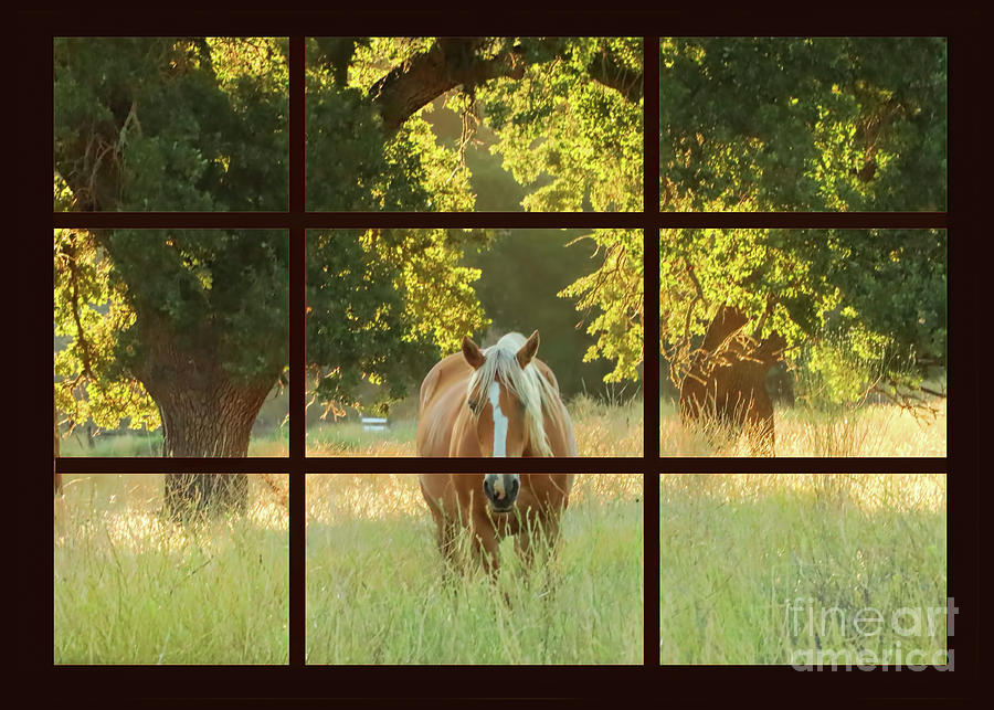 Palomino Horse in Pasture  Photograph by Stephanie Laird