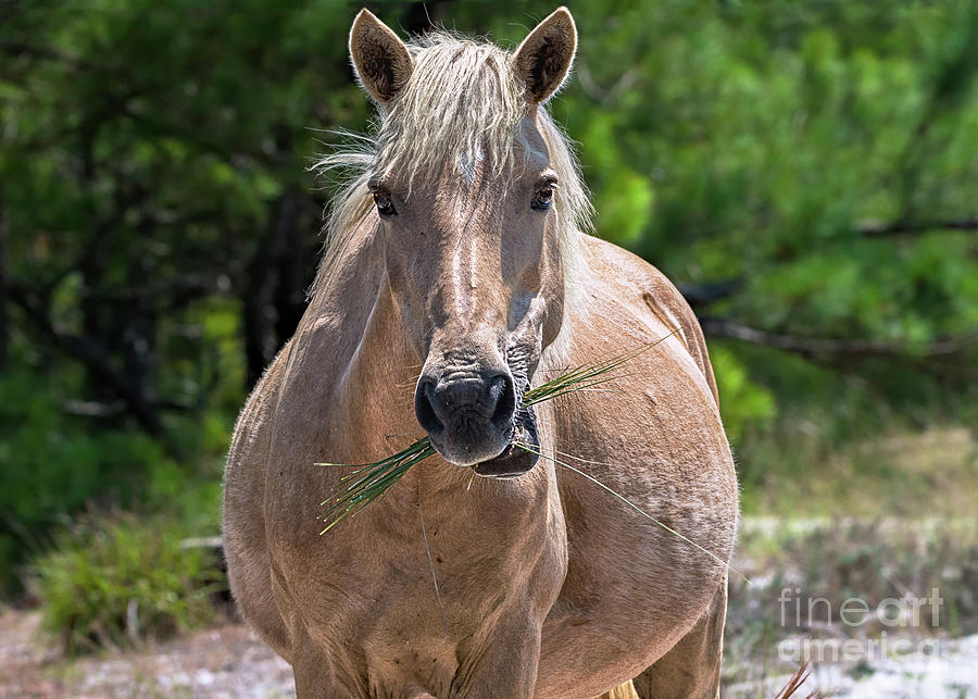 Palomino horse Photograph by Rehna George