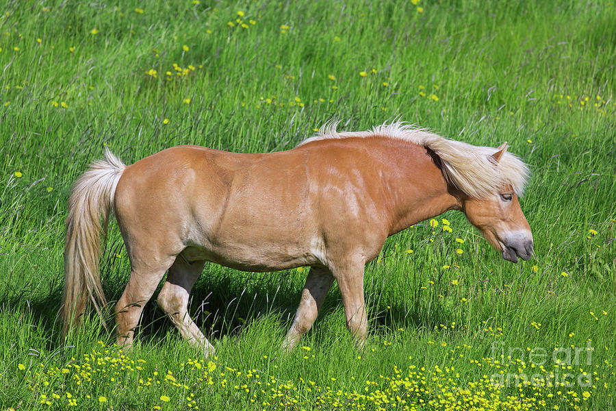 Palomino Icelandic Horse Photograph by Arterra Picture Library