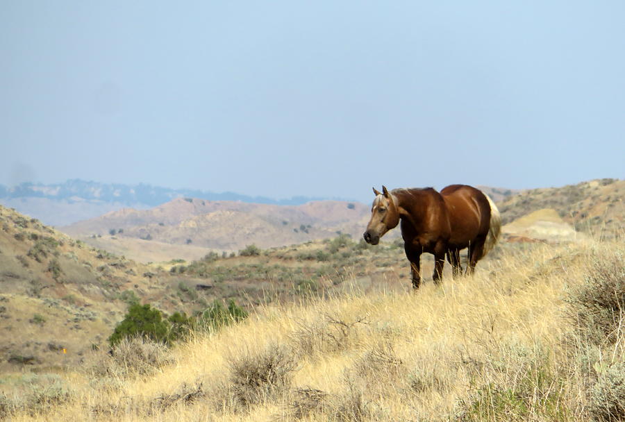 Summer Photograph - Palomino in the Badlands by Katie Keenan
