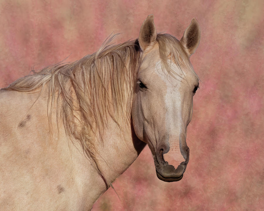 Palomino in Pink Photograph by Mary Hone