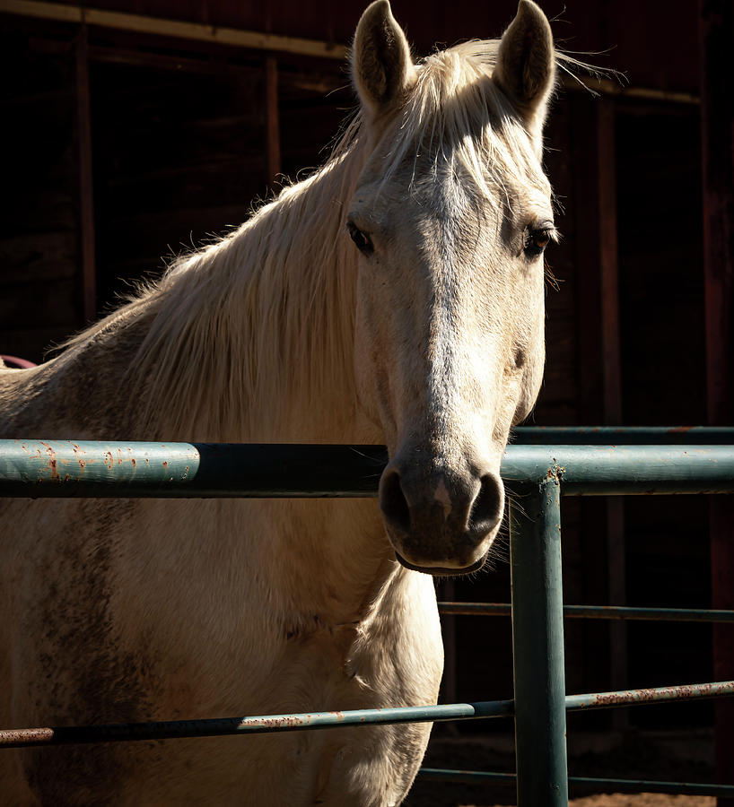 Horse Photograph - Palomino by Phil And Karen Rispin