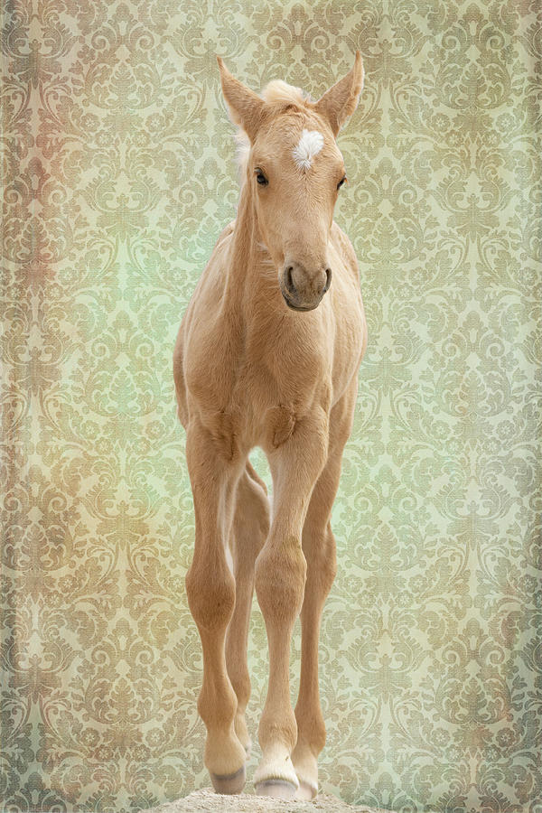 Palomino Pony Photograph by Mary Hone