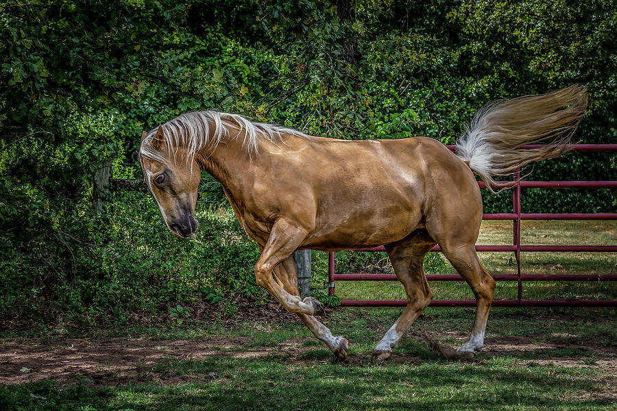 Palomino Quarter Horse Photograph by Doug Long