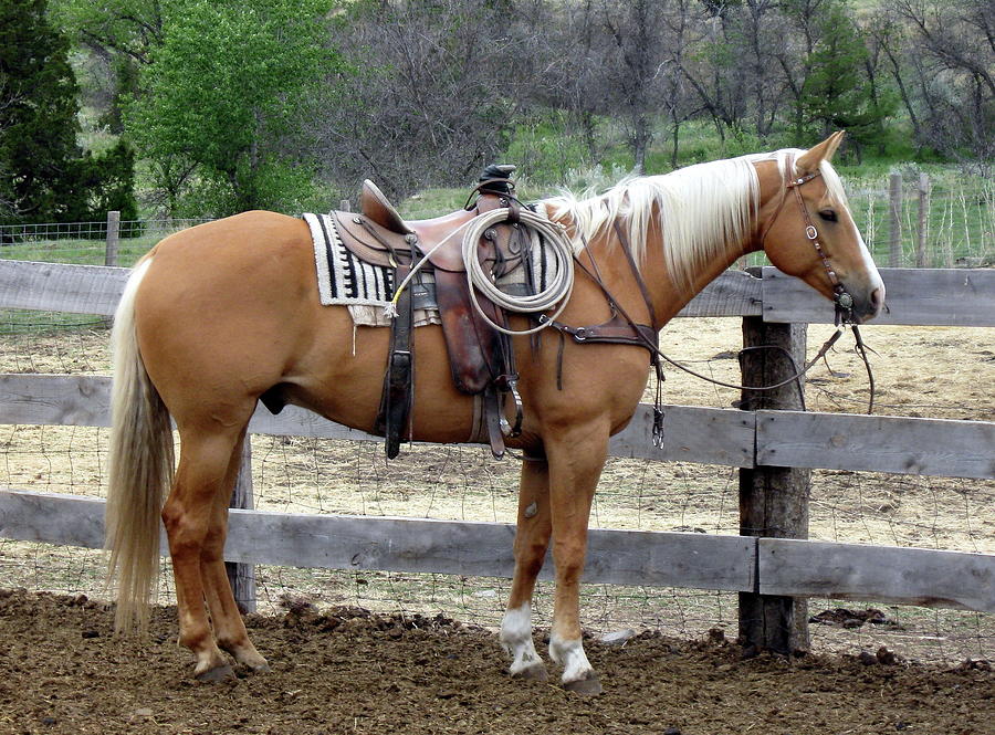 Palomino Quarter Horse Saddled Up Photograph by Katie Keenan