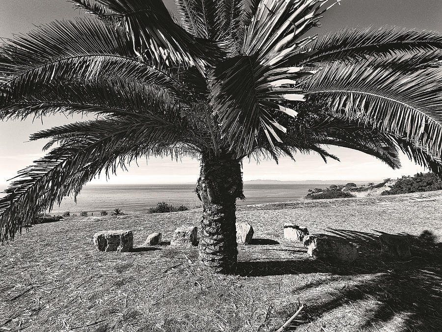Palos Verdes Palm Tree Photograph by Craig Brewer