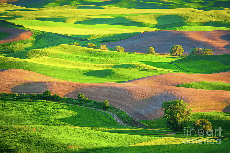 Palouse Fields Photograph by Inge Johnsson