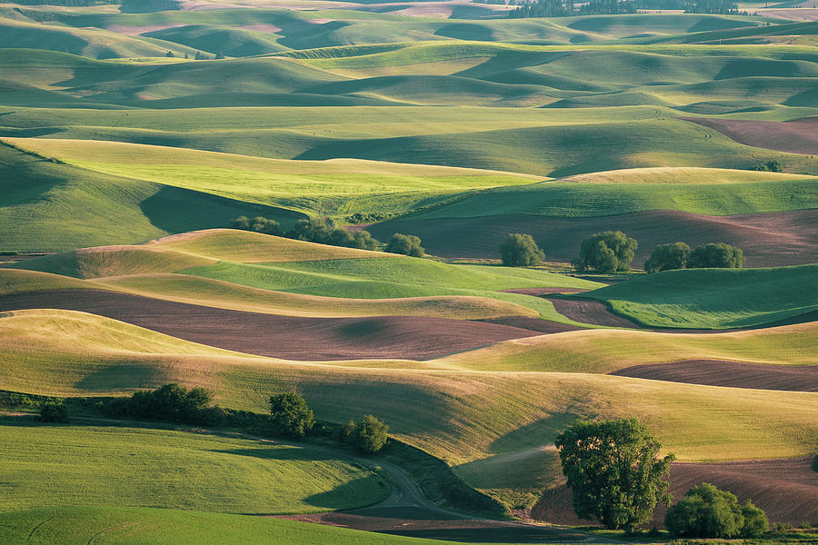 Palouse from Steptoe Butte, showing Photograph by Melissa Stukel