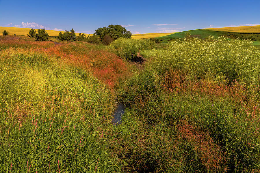 Palouse Grasses Photograph by David Patterson