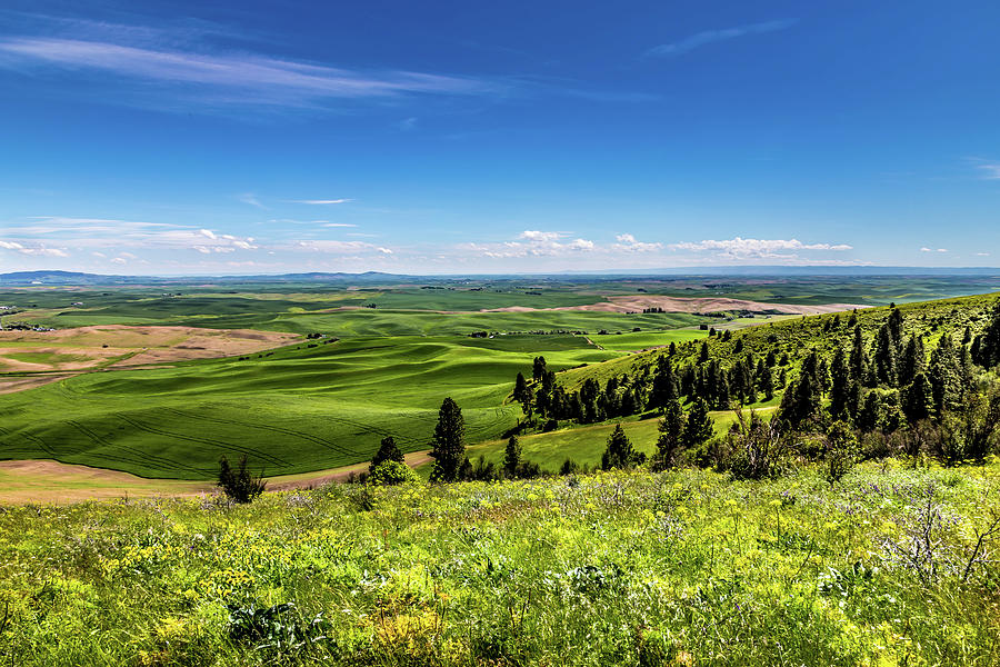 Palouse Hills in June Photograph by David Patterson