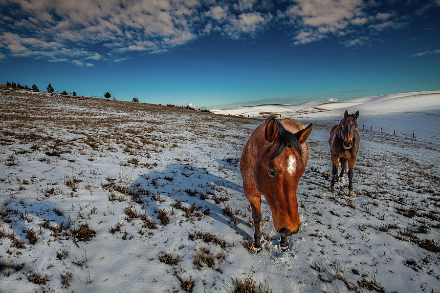 Palouse Horses Photograph by David Patterson