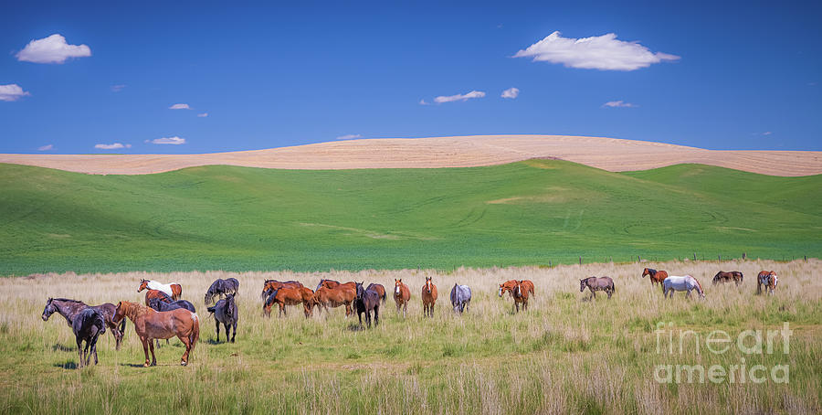 Farm Photograph - Palouse Horses by Inge Johnsson