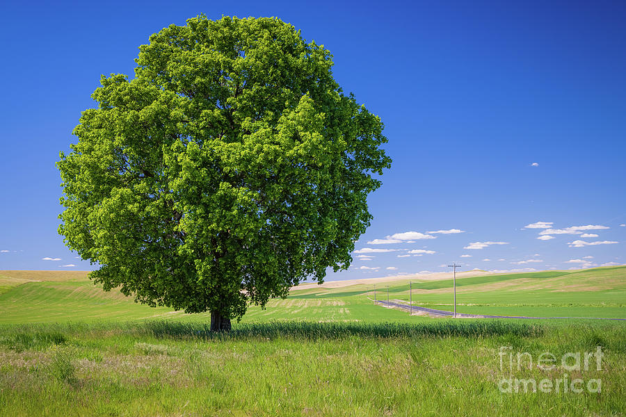 Palouse Lone Tree Photograph