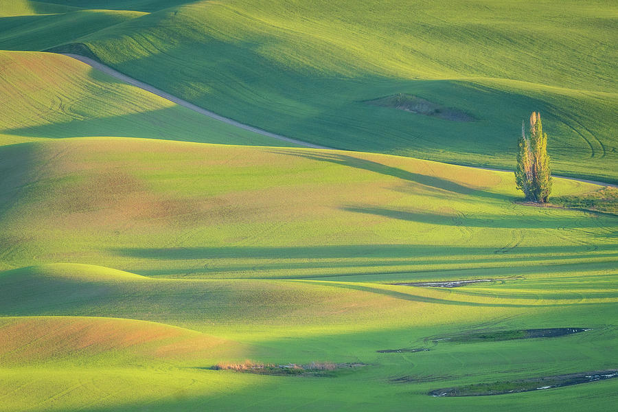 Palouse Painting Photograph by Louise Kornreich