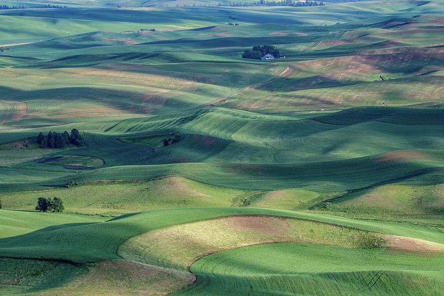 Palouse Summer Sunrise Photograph By Marcy Wielfaert - Fine Art America