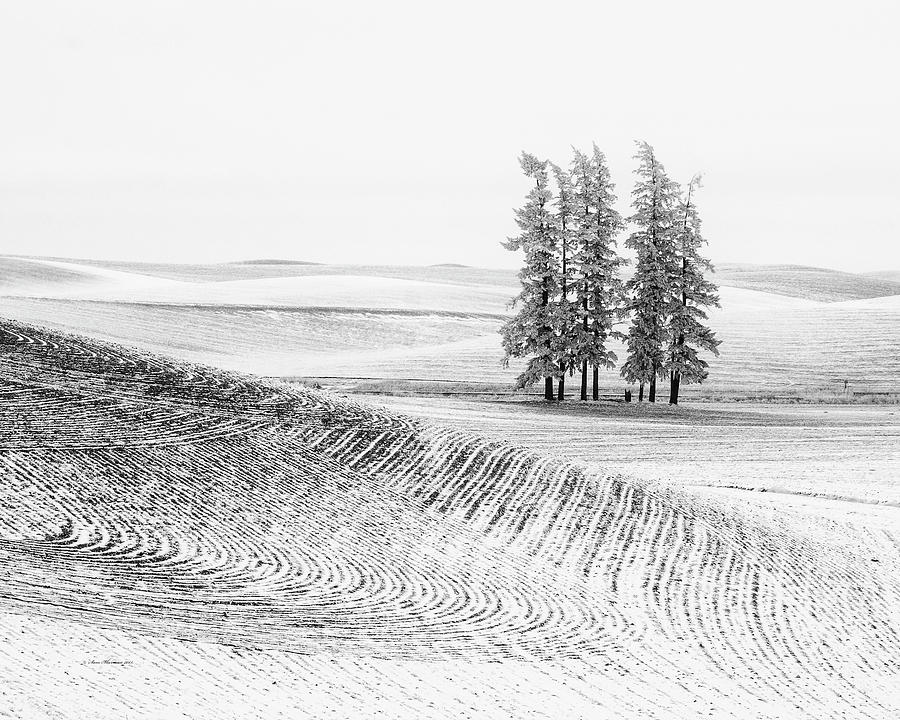 Palouse Valley Trees and Plowed Contours Photograph by Sam Sherman