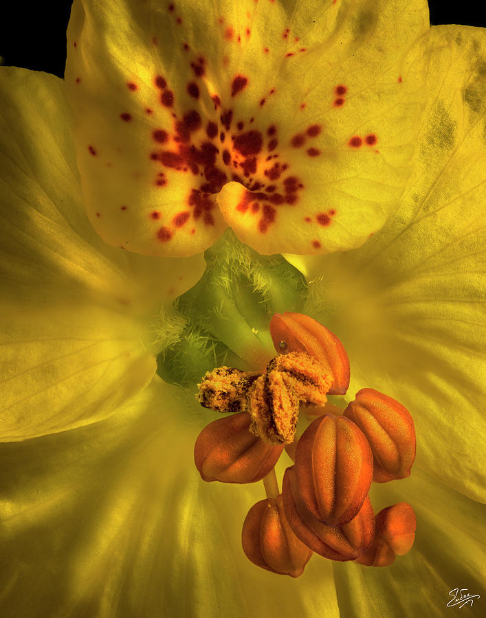 Paloverde Flower Closeup Photograph by Endre Balogh