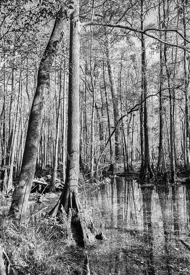 Pamlico County Cypres Swamp  Photograph by Bob Decker