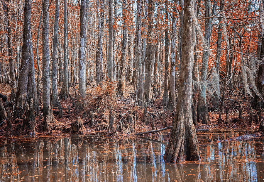 Pamlico County Cypress Swamp II Photograph by Bob Decker
