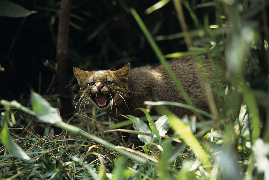 Pampas cat (Felis colocolo), Central or South America Photograph by Tom Brakefield