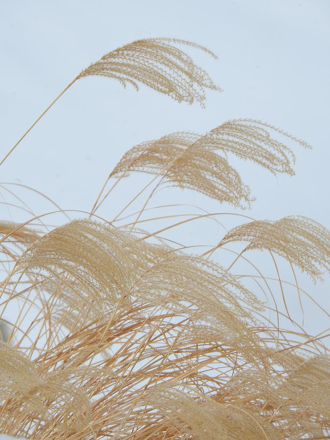 Grass Photograph - Pampas Grass Against the Snow by Barbara Ebeling