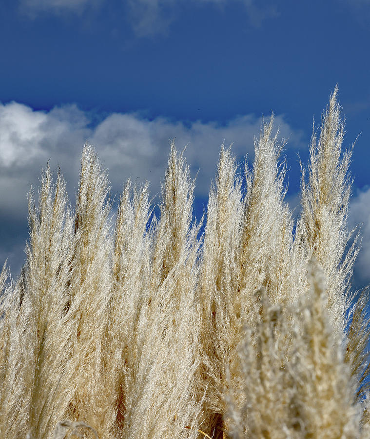 Pampas Grass Photograph by Allan Levin