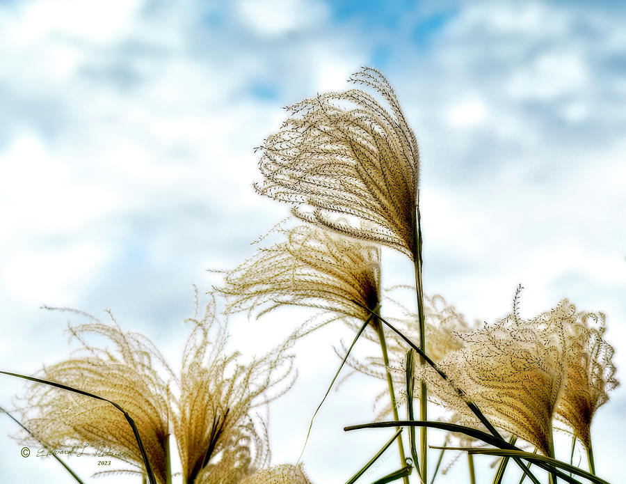 Pampas Grass Autumn Sky Photograph by Ed Peterson Pampas Grass Autumn Sky Photograph by Ed Peterson