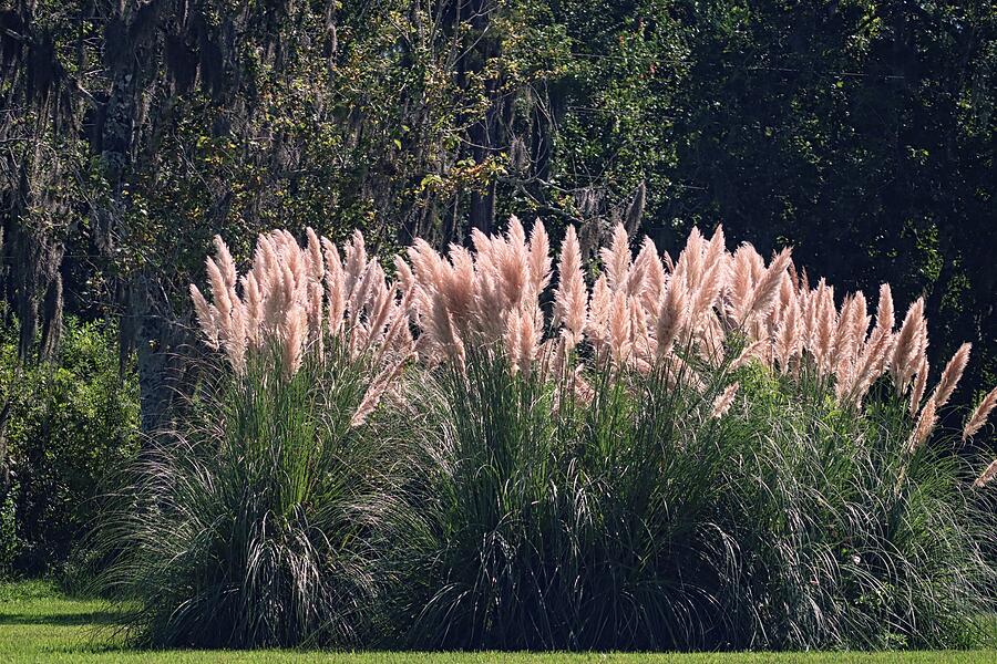 Pampas Grass Photograph by Christopher James