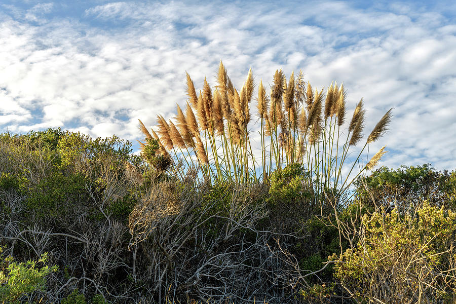 Pampas Grass Photograph by Jon Exley