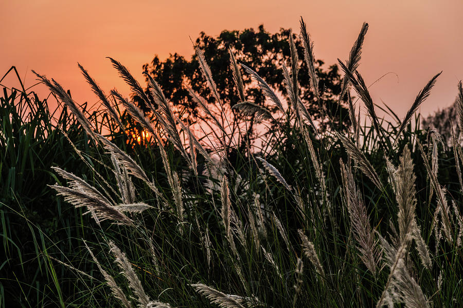 Pampas Grass Photograph by Josu Ozkaritz