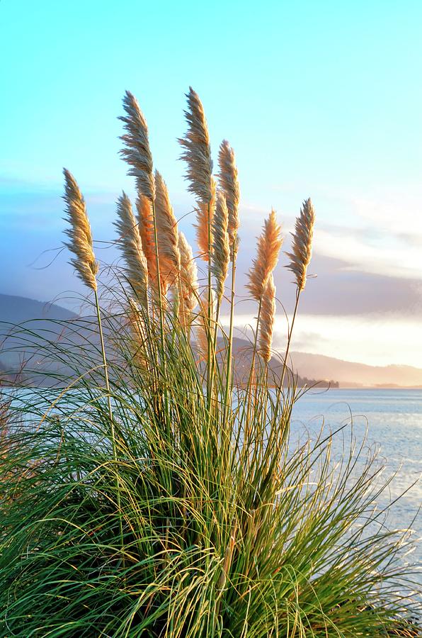 Pampas Grass Netarts Oregon Photograph by Jack Andreasen Fine Art