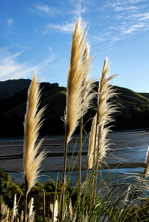 Still I Rise - Pampas Grass, New Zealand Photograph by Earth And Spirit