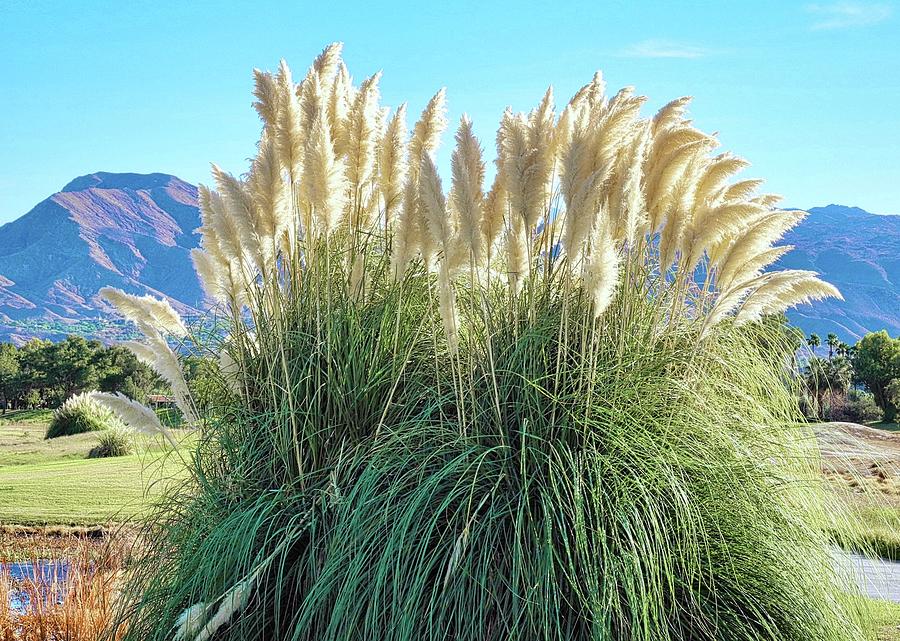 Pampas Grass Plant Photograph by Kirsten Giving