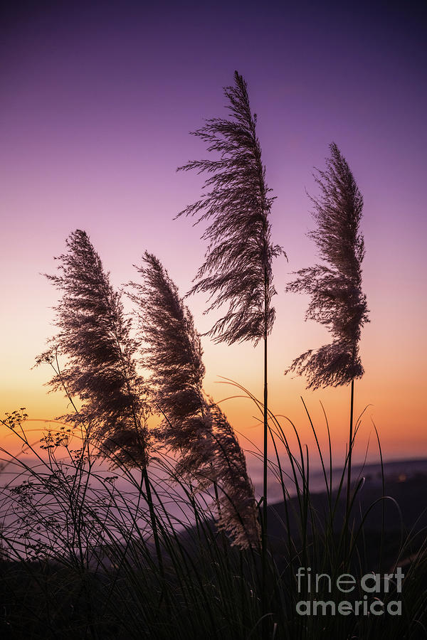 Pampas Grass Sunset Photograph by Abigail Diane Photography