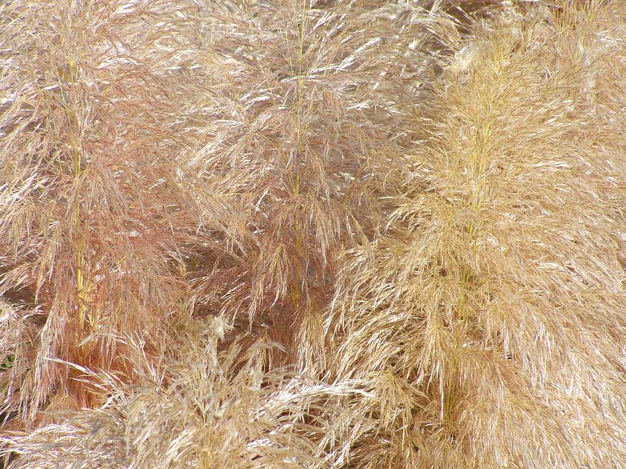 Pampas Grass Texture Photograph by Alfred Fox | Fine Art America