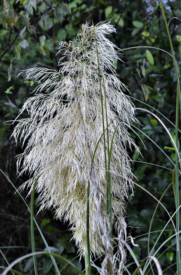 Pampass Grass Light Photograph by Warren Thompson