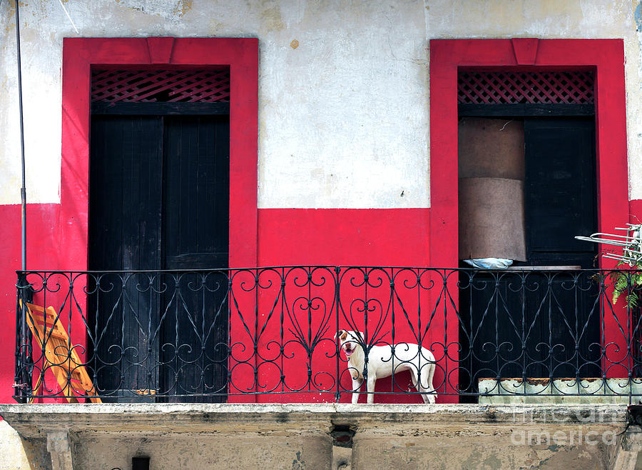  Panama City Perro en Balcon Photograph by John Rizzuto