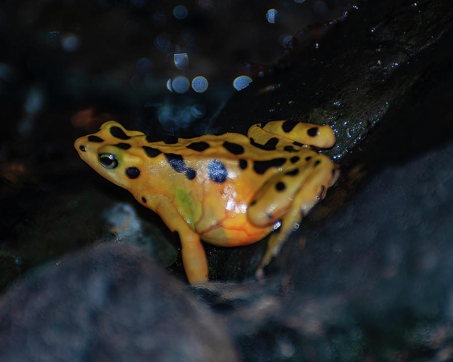 Panamanian golden frog 02 Photograph by Flees Photos