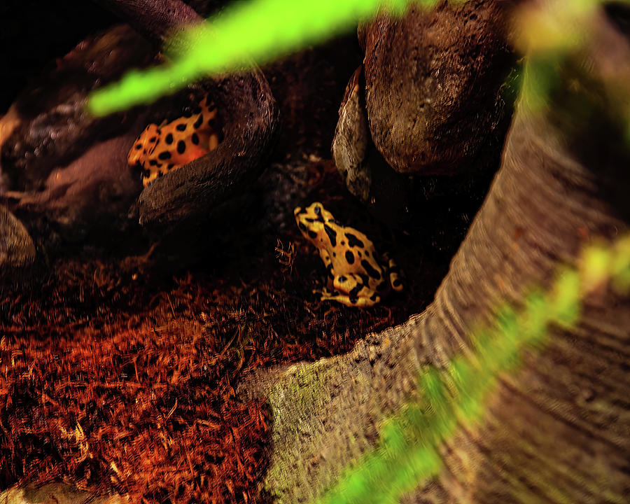 Panamanian golden frog 03 Photograph by Flees Photos