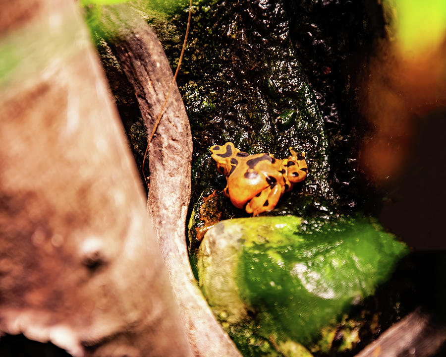 Panamanian golden frog 04 Photograph by Flees Photos