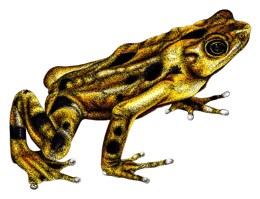 Panamanian golden frog Drawing by Loren Dowding