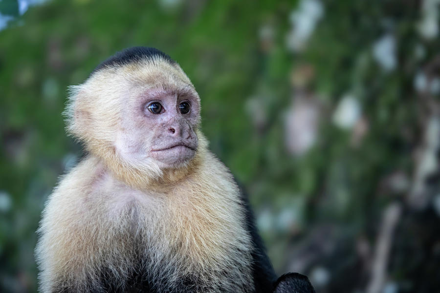 Panamanian White-Faced Capuchin Monkey #1 Photograph by Ron Pate