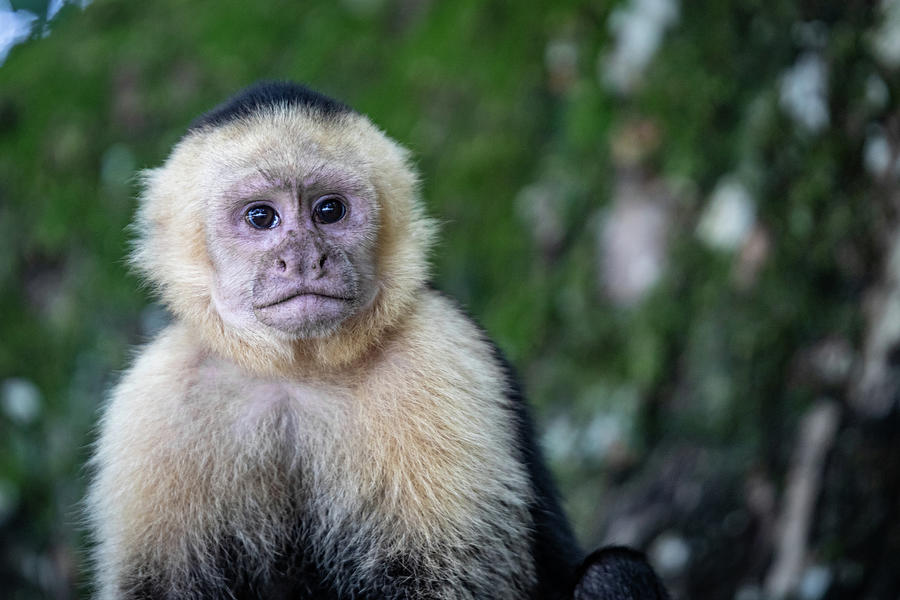 Panamanian White-Faced Capuchin Monkey #2 Photograph by Ron Pate