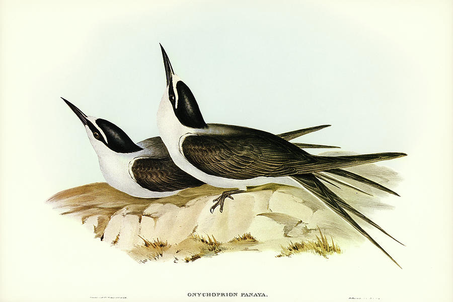 John Gould Drawing - Panayan Tern, Onychoprion Panaya by John Gould